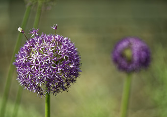 Fototapeta premium Zierlauch - Blüte - lila - mit Bokeh
