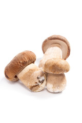 Several porcini mushrooms known as boletus edulis isolated on white background.