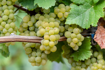 white grapes, closeup