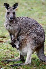 Mamma Kangaroo and Joey