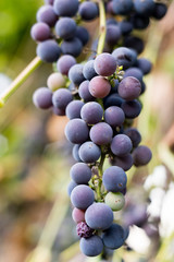 Bunch of spice grapes with blue berries
