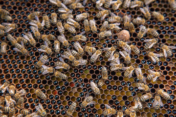 Close up view of working bees on honeycomb with sweet honey and pollen..