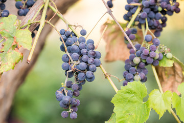 Bunches of ripe grapes on the background of greenery and leaves