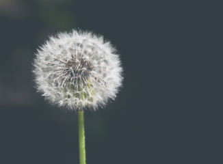 Dandelion