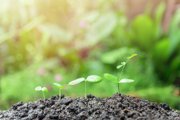 green plant growing with green nature background and sunlight
