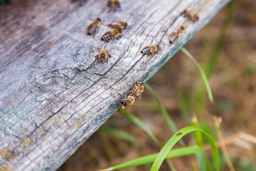 Swarming bees at the entrance of old beehive in apiary..