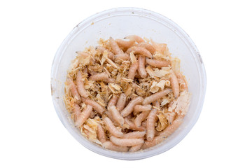 Plastic round shape container with fly larvae for fishing on white isolated background