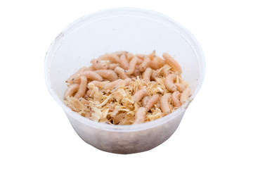 Plastic round shape container with fly larvae for fishing on white isolated background