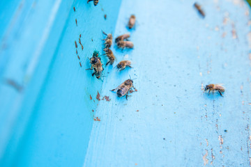 Swarming bees at the entrance of light blue beehive in apiary..