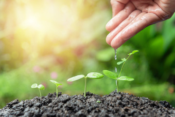 Hand wartering little plant with green and sunlight background