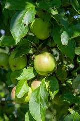 Shiny delicious apples hanging from tree branch in an apple orchard..