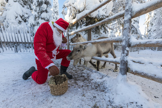 Santa Claus feeding reindeer, Ruka (Kuusamo), Northern Ostrobothnia region, Lapland, Finland