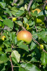 Shiny delicious apples hanging from tree branch in an apple orchard..