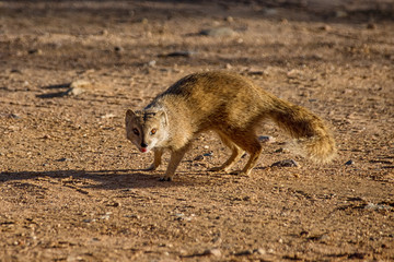 Yellow Mongoose