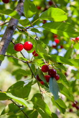 Red cherry on branch before harvesting in early summer..