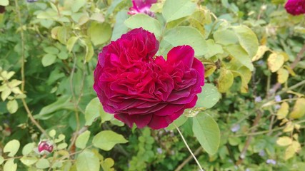 Old Garden Rose