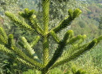 Araucaria araucana. L'araucaria ou pin du Chili à l'apparence étrange