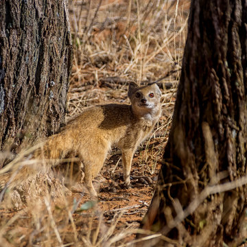 Yellow Mongoose