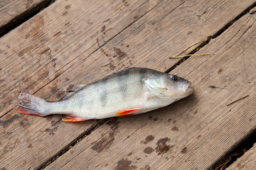 Trophy fishing. Big freshwater perch on wooden background..