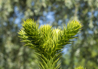 Araucaria araucana. L'araucaria ou pin du Chili à l'apparence étrange
