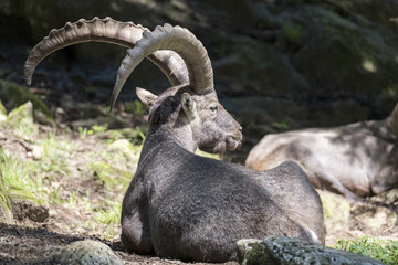 Steinbock im Tierpark Steinwasen