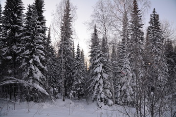 siberia winter landscape