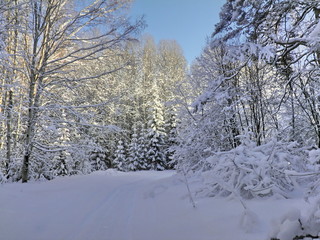 Siberia winter forest taiga