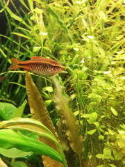 Aquarium with fish. Aquarium fish swim among the algae. Aquaristics.