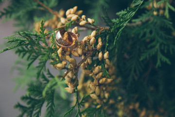  Wedding rings on a coniferous tree