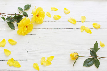 yellow roses on white wooden background