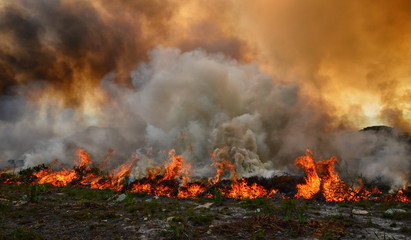 Fynbos Wildfire
