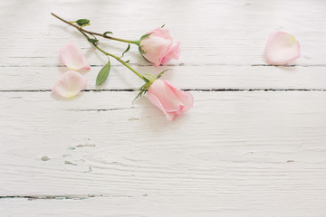 pink roses on white wooden background
