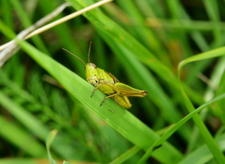 Grasshopper sitting on a green blade of grass close-up