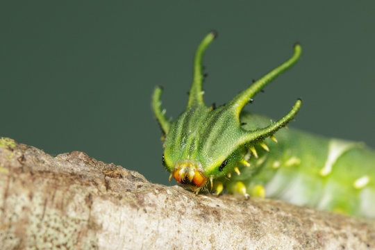 Image of Caterpillar of common nawab butterfly (Polyura athamas) or Dragon-Headed Caterpillar on nature background. Insect. Animal.