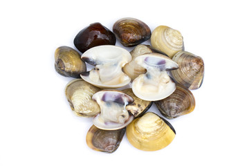 Image of Fresh enamel venus shell (Meretrix lyrata) isolated on white background,. Meretrix shell is a genus of edible saltwater clams,. Food.