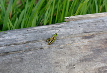 Green grasshopper on wood