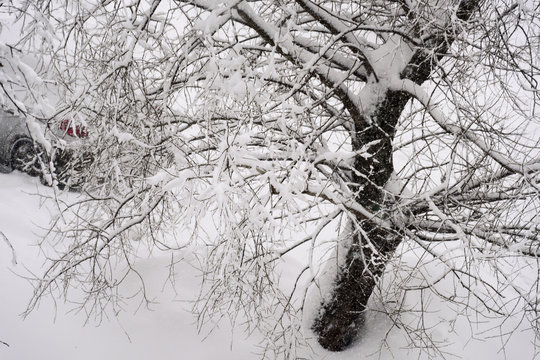 Car covered with snow under a tree, snowfall in the city