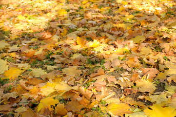 Autumn colorful leaves background