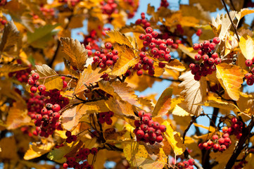 Autumn colorful leaves background