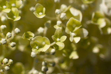 Grüne Ballhortenise