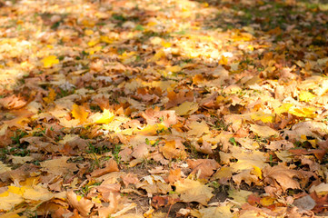 Autumn colorful leaves background