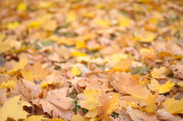 Autumn colorful leaves background