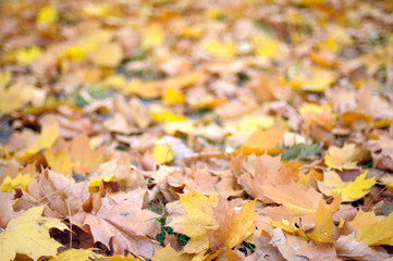 Autumn colorful leaves background