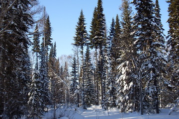 siberia winter landscape
