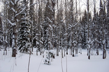 siberia winter landscape