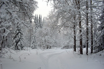 siberia winter landscape