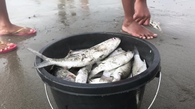 4K high definition video of fresh catch of fish in a container after a successful catch in the sea