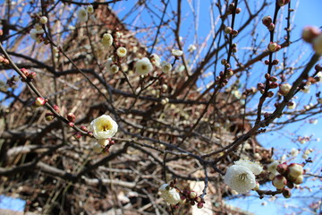 つぼみが芽吹く白い梅の花