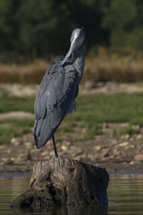 Grey Heron (Ardea cinerea) portrait, cleaning its feathers