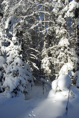 siberia winter landscape